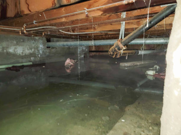 Best Flood damage cleanup  in Brewer, ME